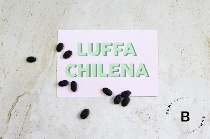 Semillas de Luffa