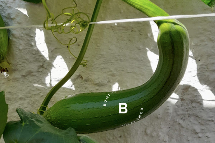 Semillas de Luffa