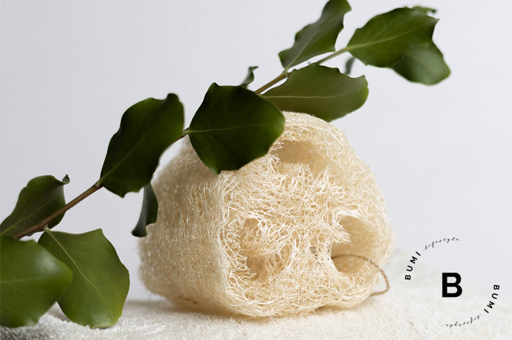 Trozo de Luffa