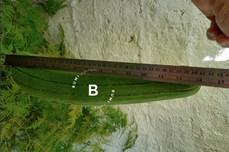 Semillas de Luffa