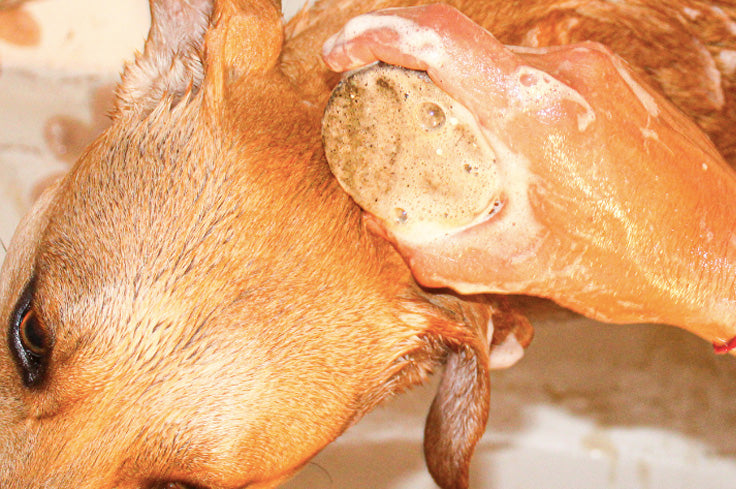 champu shampoo en barra para perro y gato